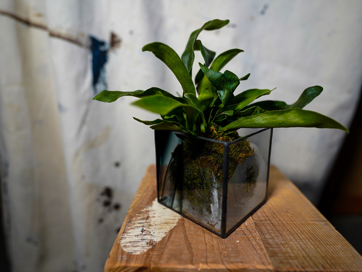 Glass Planter square cream #21