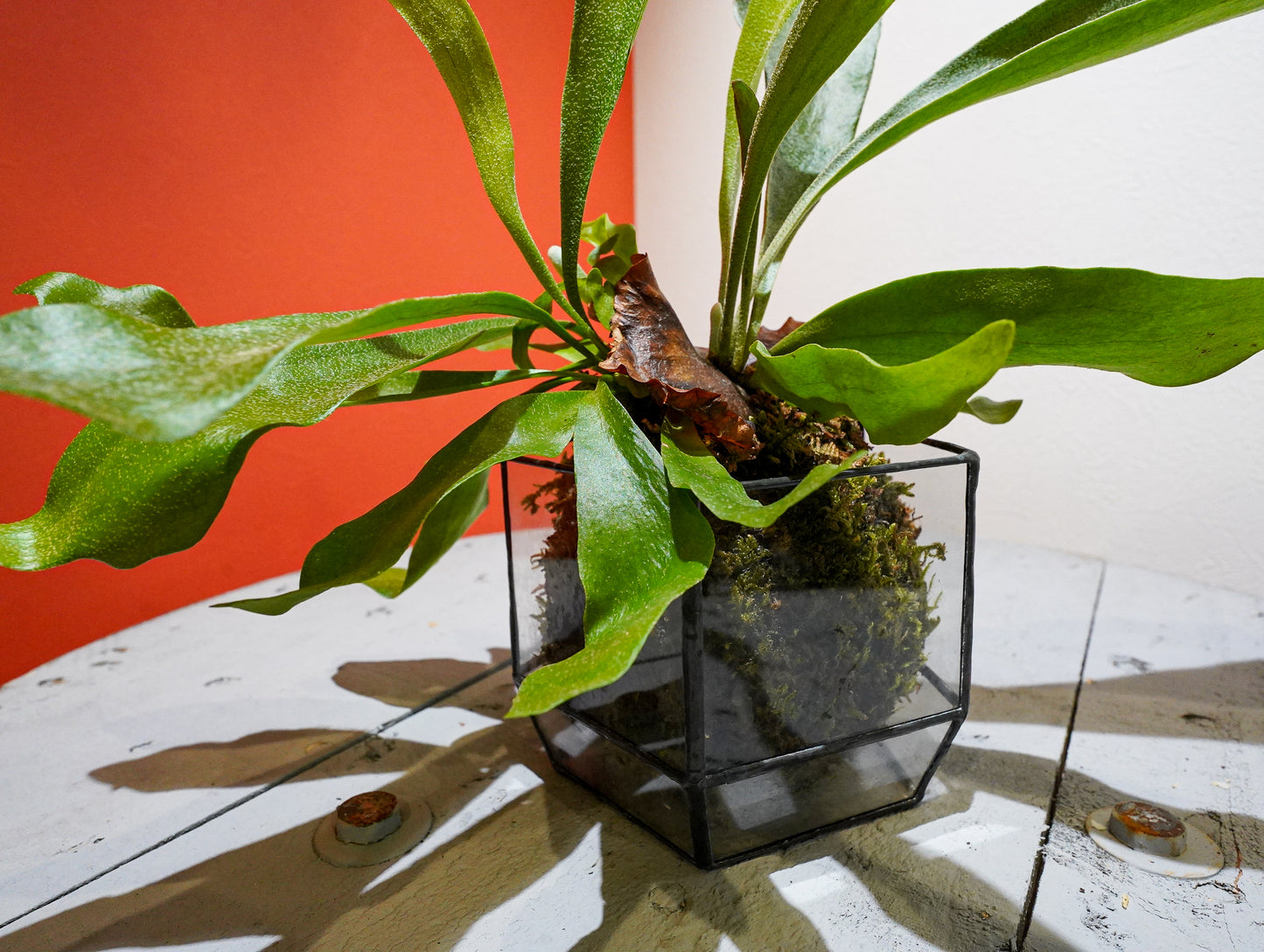 Glass Planter pentagon BF#28