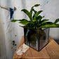 Glass Planter square clear #19