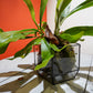 Glass Planter pentagon BF#27