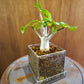 Glass Planter square flora blue BF & saucer #30